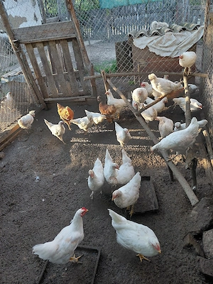 Vând pui de gaină