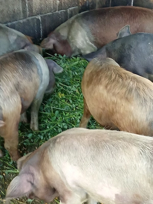 porcii de vînzare 