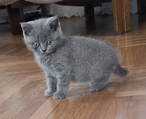 Vând pisici Britihs Shorthair tel   - imagine 2
