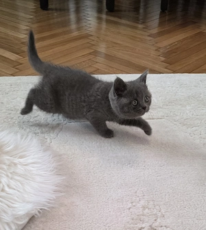 Vând pisici Britihs Shorthair tel   - imagine 5