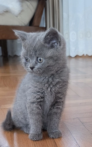 Vând pisici Britihs Shorthair tel  