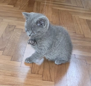 Vând pisici Britihs Shorthair tel   - imagine 3