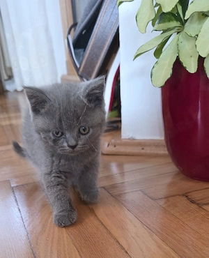 Vând pisici Britihs Shorthair tel   - imagine 4