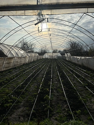  De vânzare: Solarii profesionale pe structură metalică