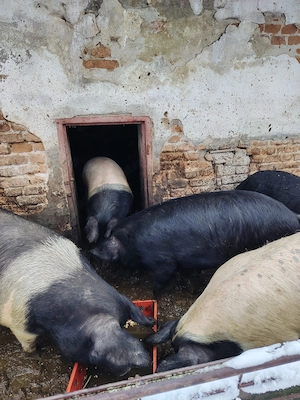 Vând porci 