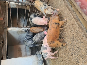 Vând 9 purcei cu vârsta de 8 săptămâni,6 femele și 3 masculi.