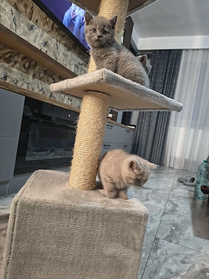 British Shorthair blu și lila - imagine 4