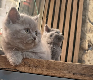 British Shorthair blu și lila - imagine 3