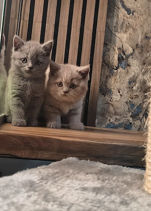 British Shorthair blu și lila - imagine 2