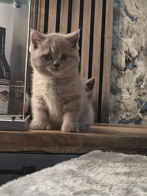 British Shorthair blu și lila - imagine 5