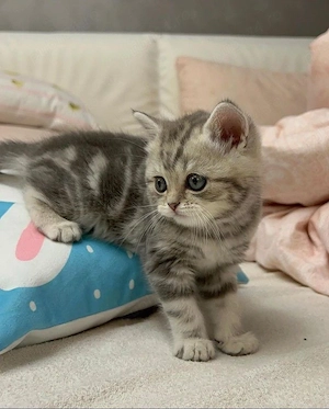 British Shorthair silver 