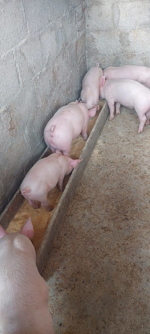 Vand purcei de 8 săptămâni 