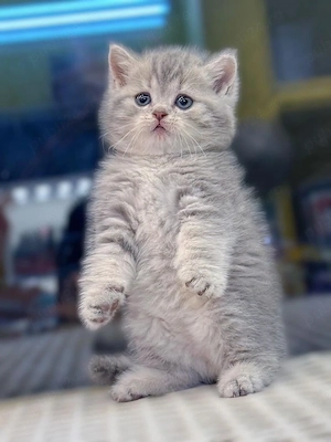 British Shorthair silver