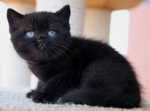 British Shorthair 