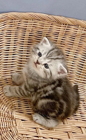 British Shorthair silver 