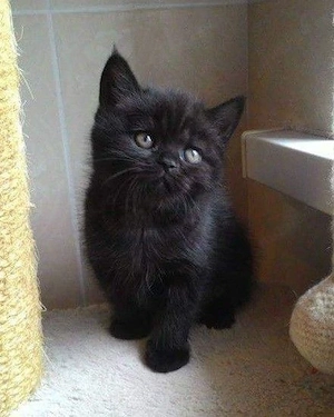 British Shorthair 