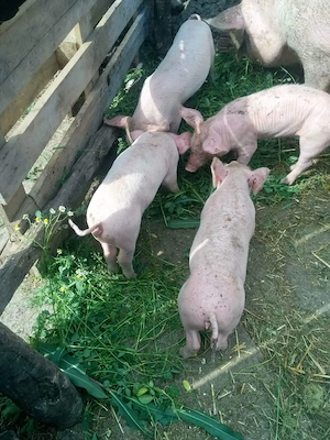 Purcei de vinzare 