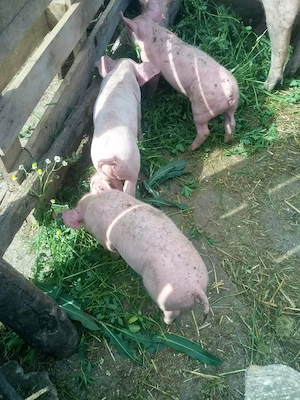 Purcei de vinzare 