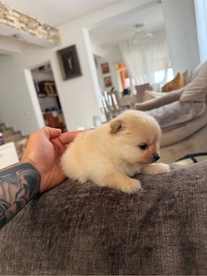 pomeranian de vanzare  - imagine 3