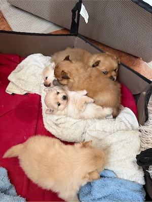 pomeranian de vanzare 