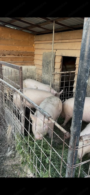 Porci de vânzare  - imagine 3