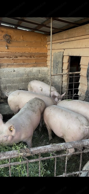 Porci de vânzare  - imagine 2
