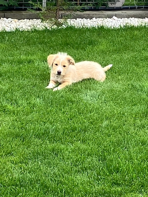 Bichon maltez