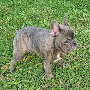 Bulldog francez Blue cu Pedigree - imagine 4