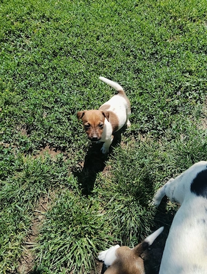 Căței din rasa Jack Russel  - imagine 2