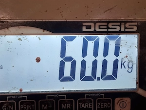 soldani de carne 55-60 kg scrofite 