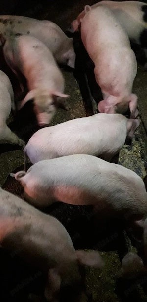 Pureci de vanzare  !!