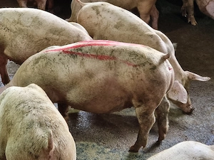 soldani de carne 55-60 kg scrofite  - imagine 2