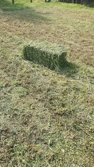 Baloți de lucernă
