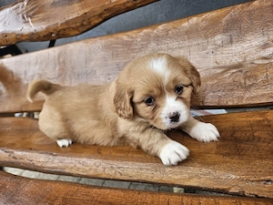fetita jucausa cavalier 