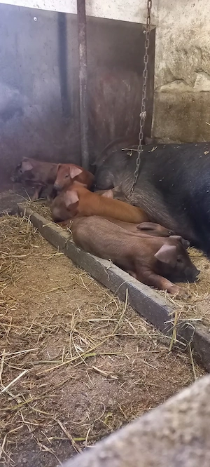Disponibili dupa 30 Mai Purcei Duroc Pur de reproducție Turnu Magurele o733345270