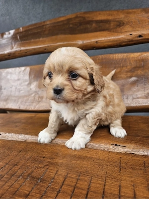 fetita dragalasa cavalier 