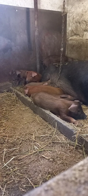 Purcei Duroc Pur Disponibili din 30 Mai Turnu Magurele o733345270