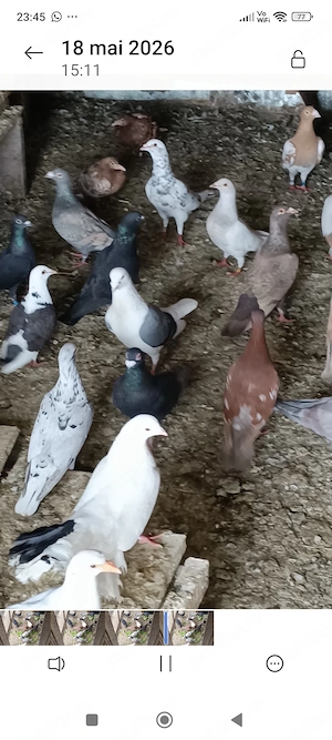 Porumbei voiajori colorati