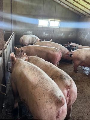 Vand porci 250-400 kg ! - imagine 4