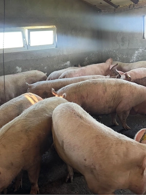 Vand porci 250-400 kg ! - imagine 3