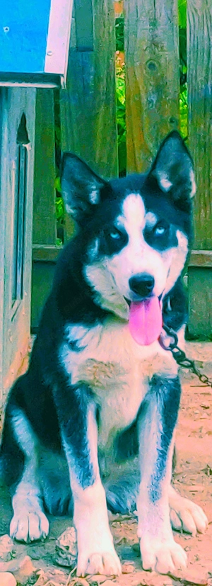 Catei Mix Labrador Golden cu Husky Siberian - imagine 3