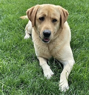 Catei Mix Labrador Golden cu Husky Siberian - imagine 4