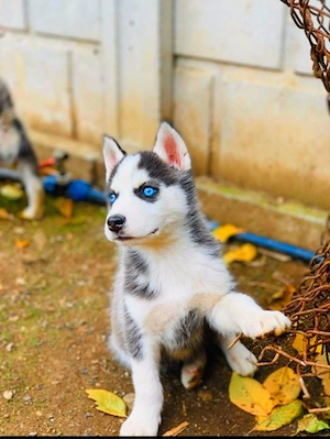 Catei Mix Labrador Golden cu Husky Siberian - imagine 2