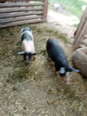 De vânzare purcei