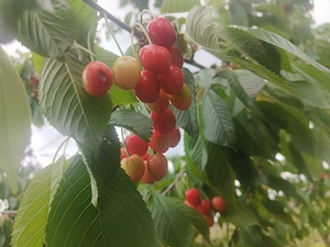 Vind cireșe de mai . 