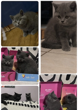 British Shorthair