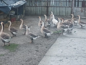 vand oua de gâscă 