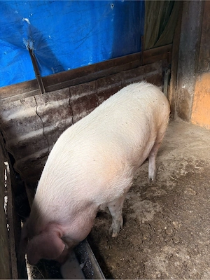 Vand porc  - imagine 2