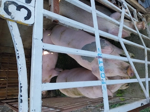 Vand porci
