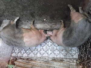 Porci de vanzare 